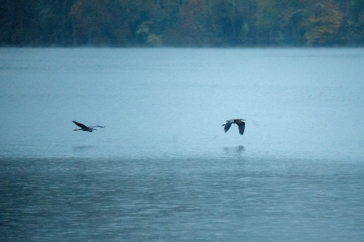 Great Blue Heron - ML644564830
