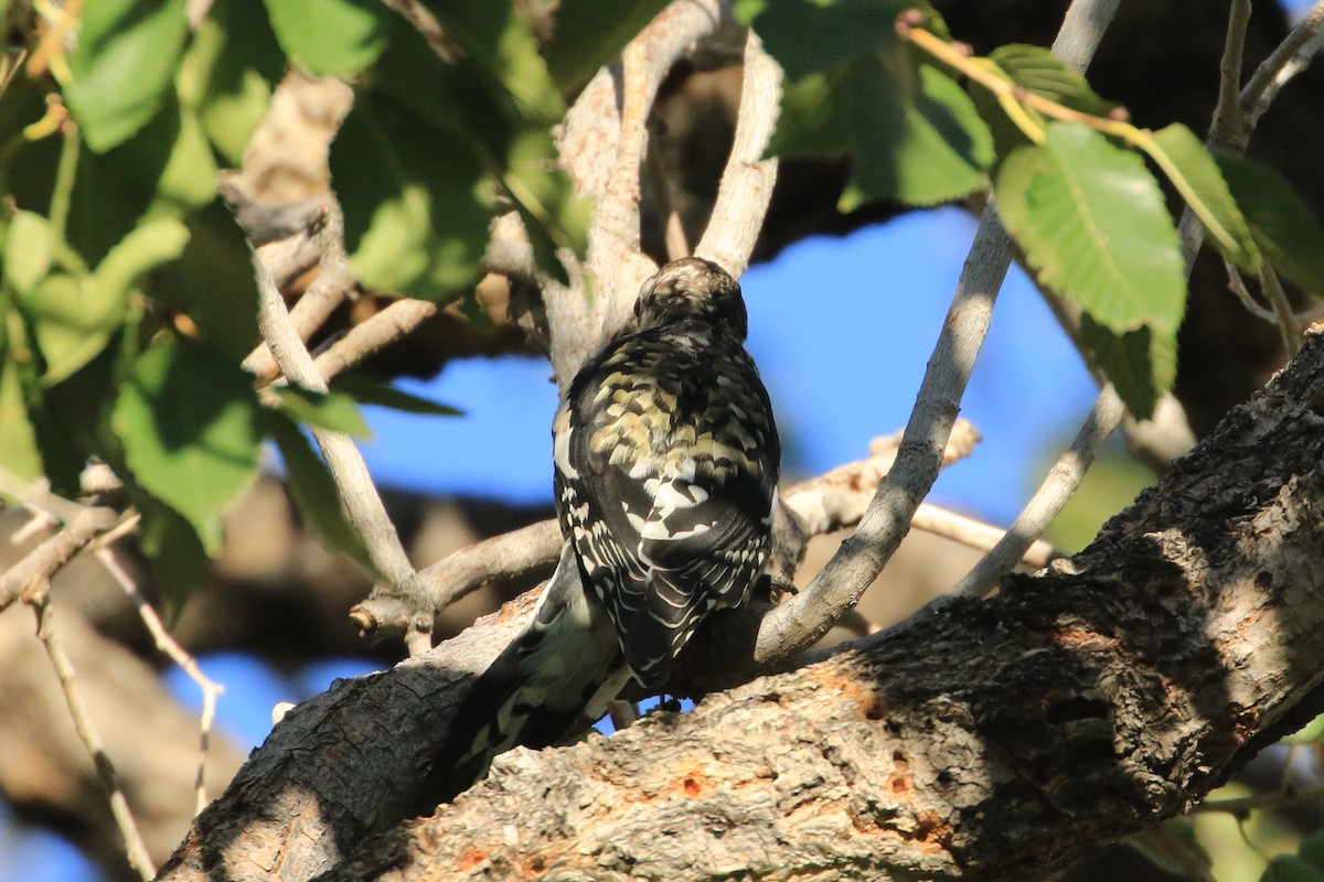 Дятел-смоктун жовточеревий - ML644564844