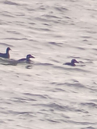 קטיפנית משברים - ML644564845