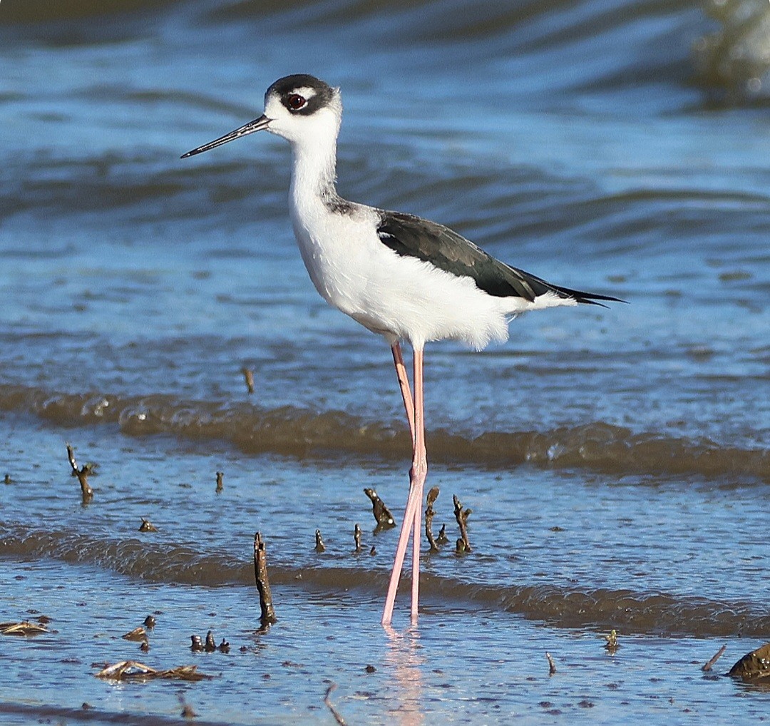 Black-necked Stilt - ML644564846