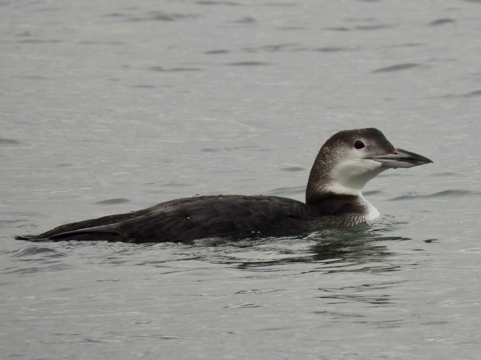 Common Loon - ML644564855