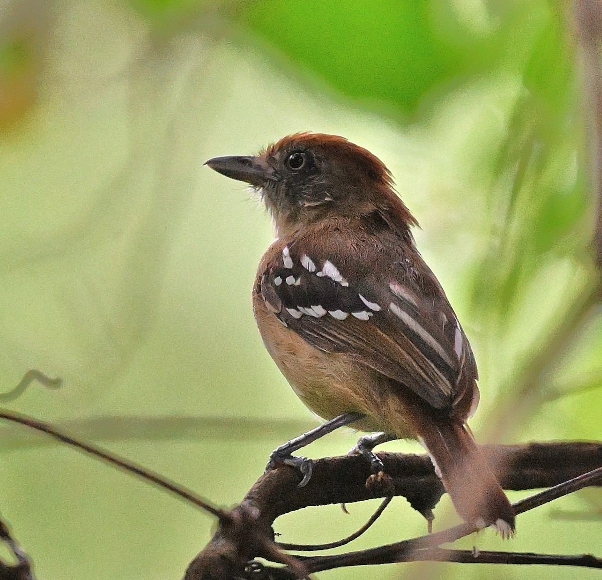 Bolivian Slaty-Antshrike - ML644564856