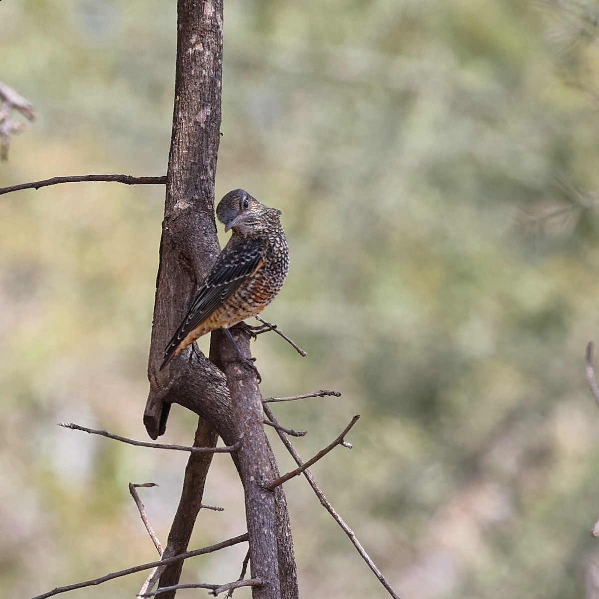 Rufous-tailed Rock-Thrush - ML644564858