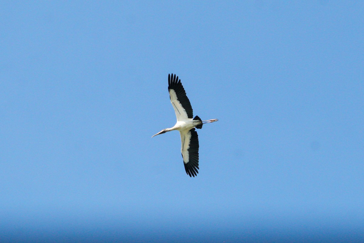 Wood Stork - ML644564868