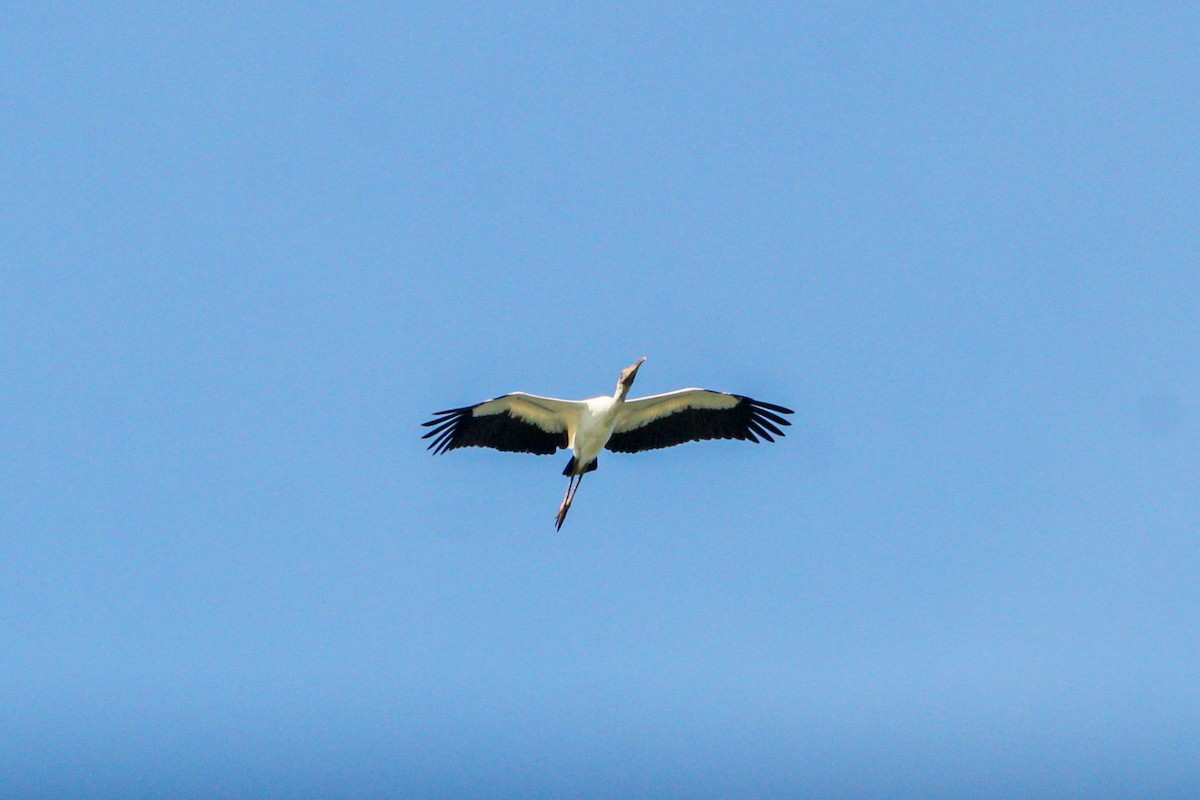 Wood Stork - ML644564869