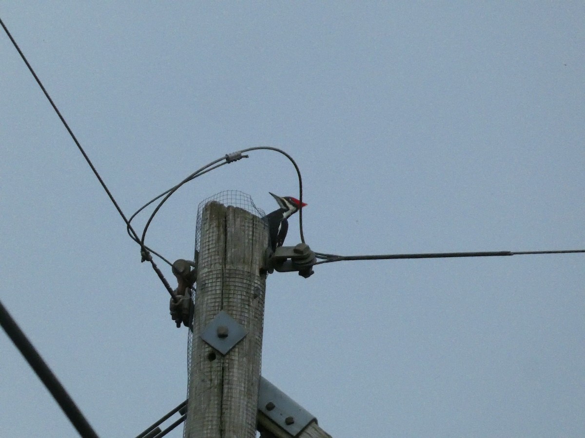 Pileated Woodpecker - ML644564870