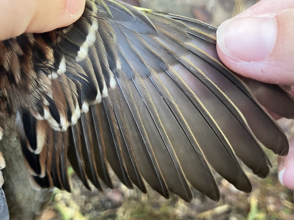 Weißkehlammer - ML644564872