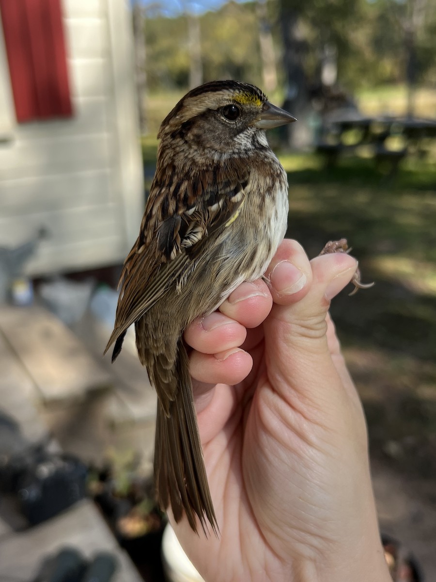 Weißkehlammer - ML644564873