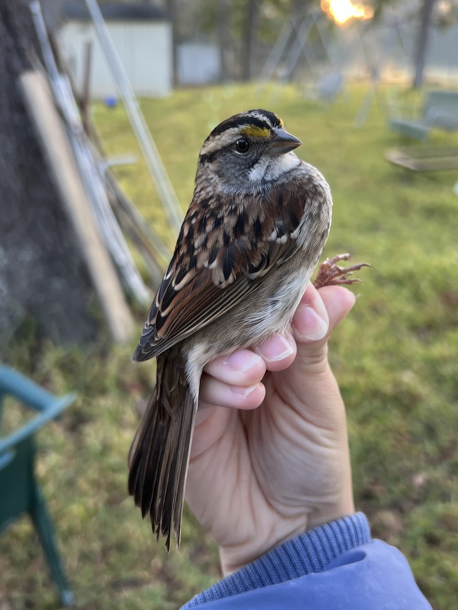 Weißkehlammer - ML644564874