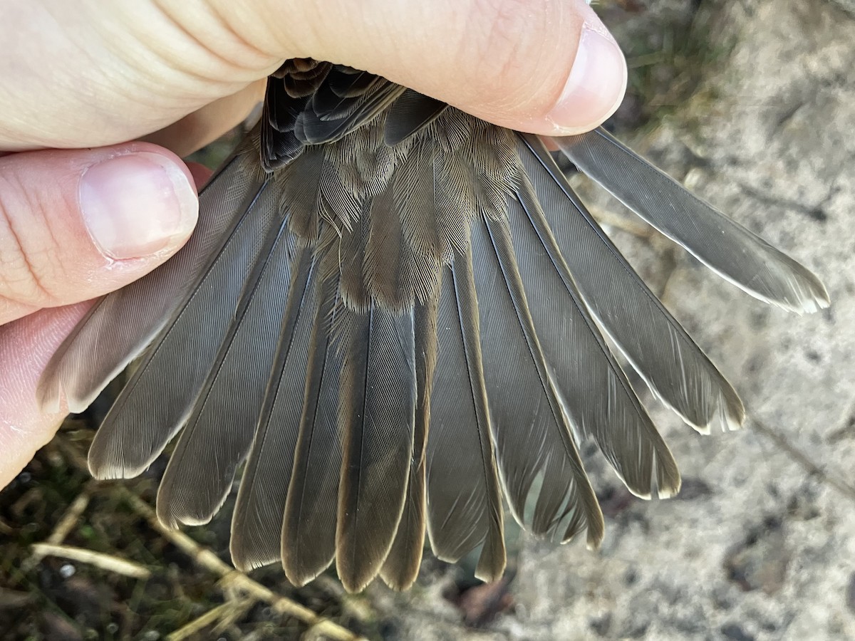 Weißkehlammer - ML644564875