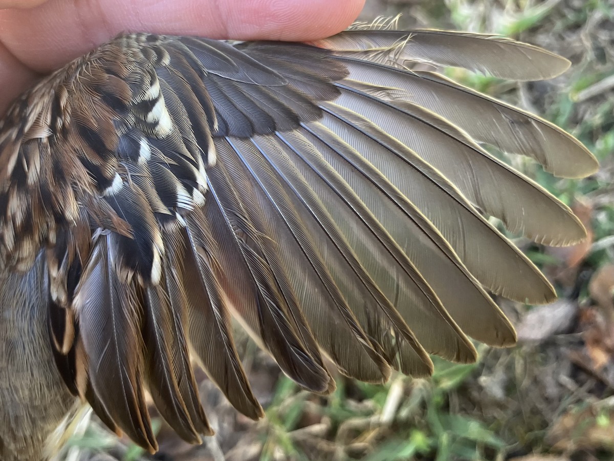 Weißkehlammer - ML644564876