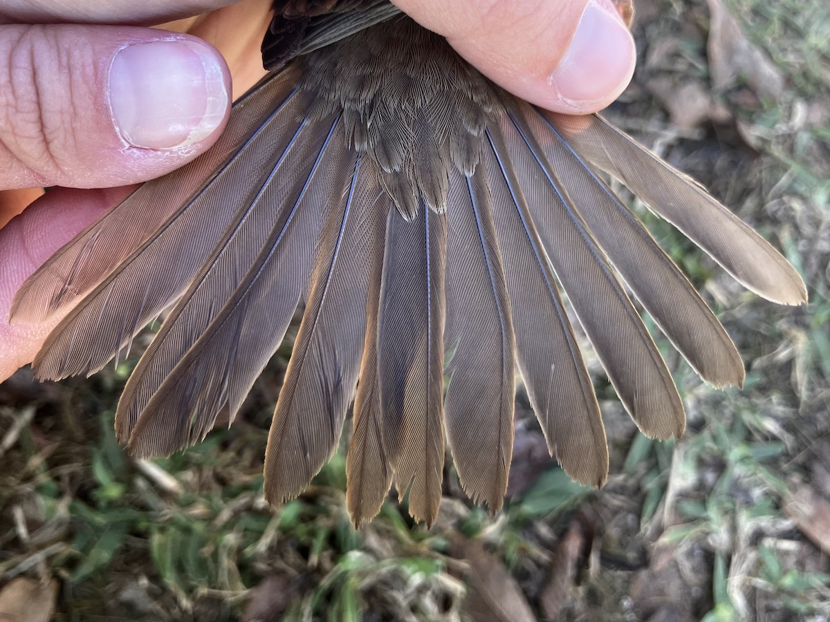 Weißkehlammer - ML644564877