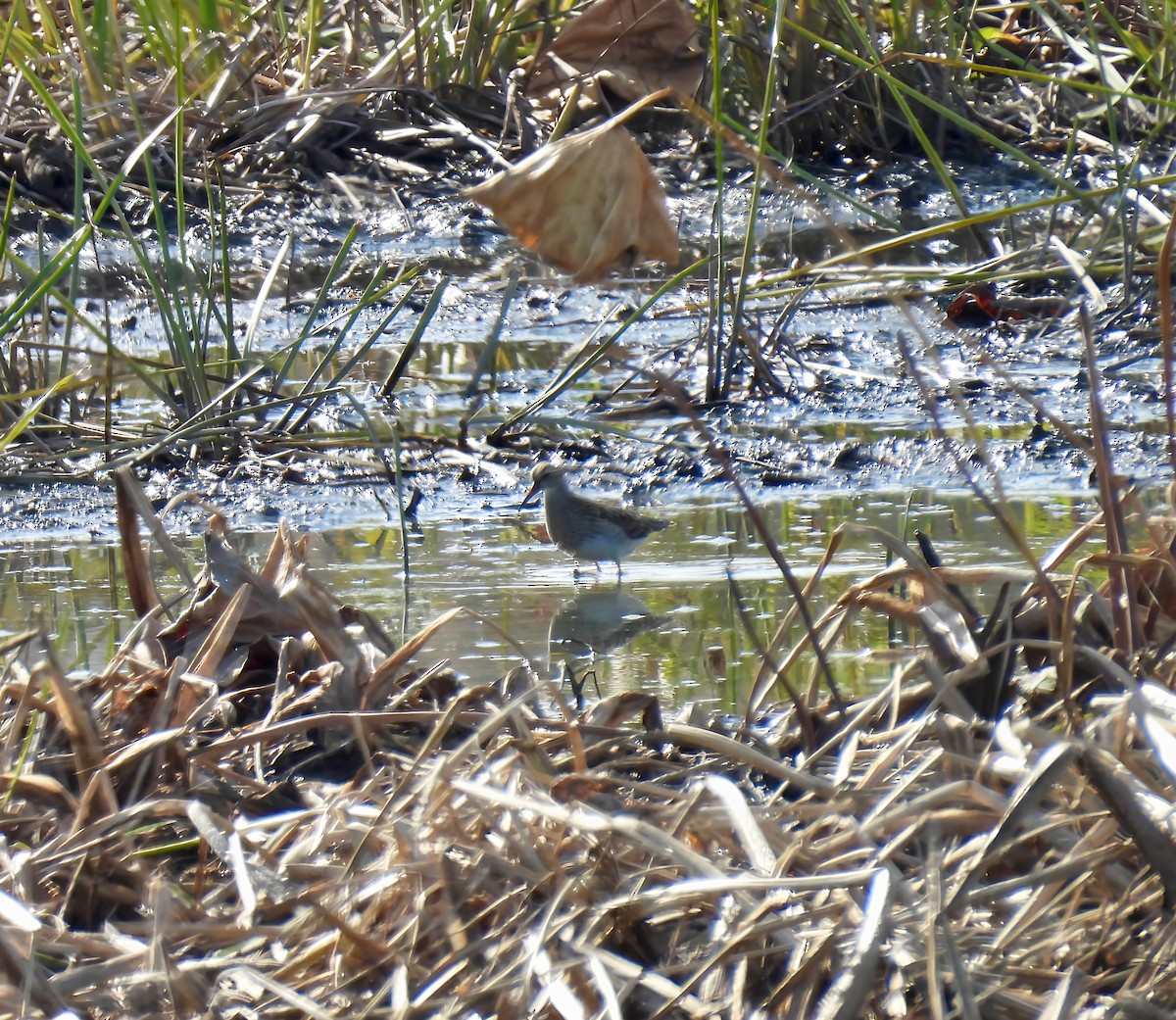 Txirri pektorala - ML644564881