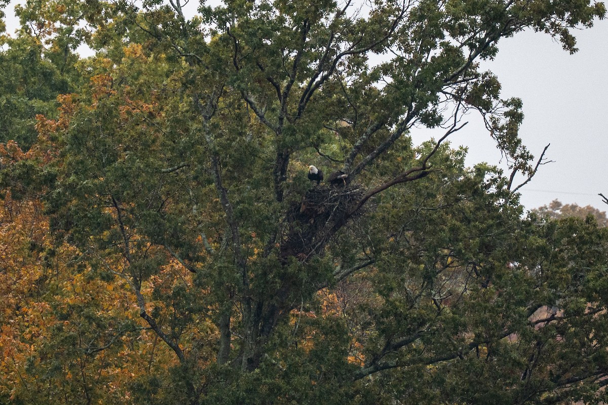 Itsas arrano buruzuria - ML644564884