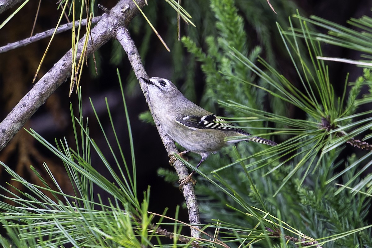 králíček obecný - ML644564894