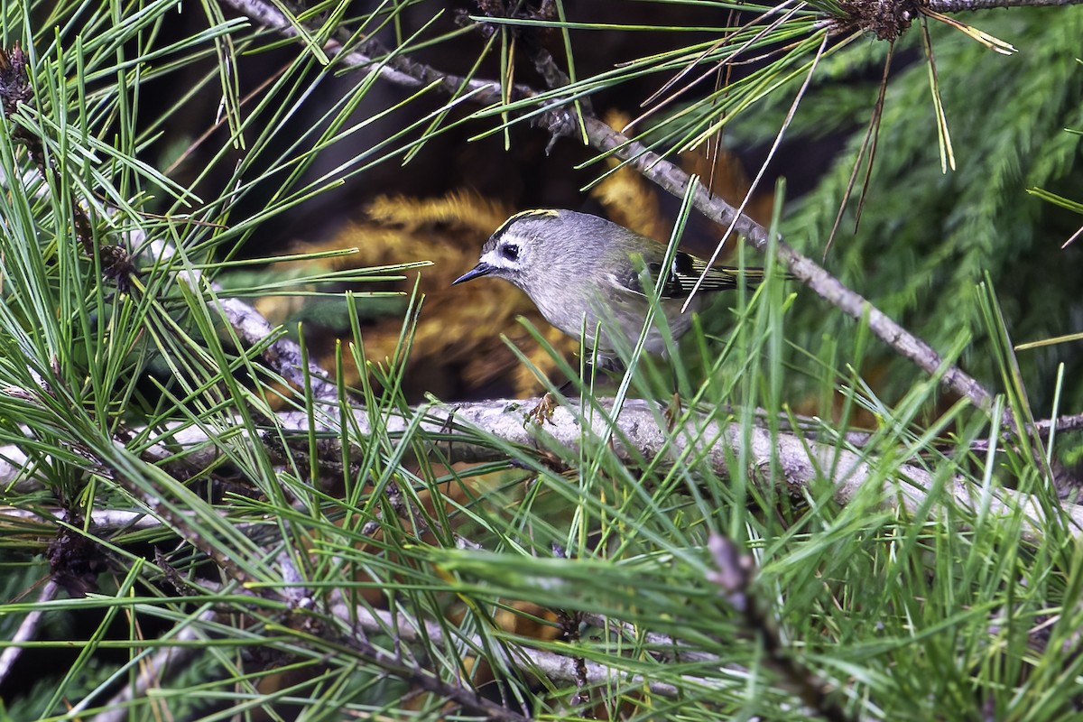 králíček obecný - ML644564895