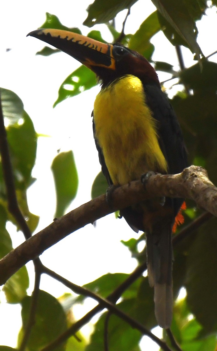 Lettered Aracari - ML644564897