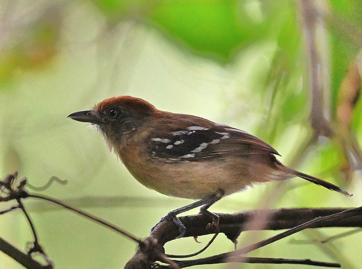 Bolivian Slaty-Antshrike - ML644564898