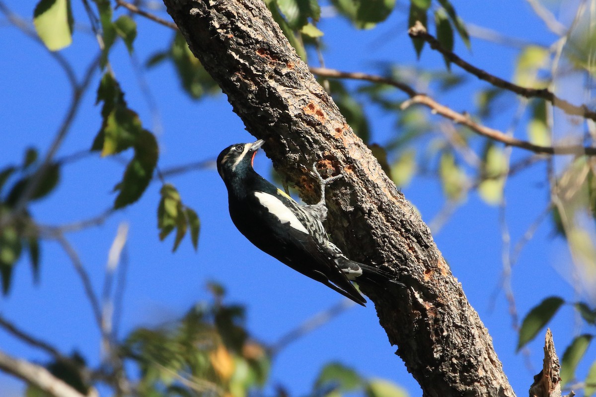 Дятел-смоктун сосновий - ML644564903