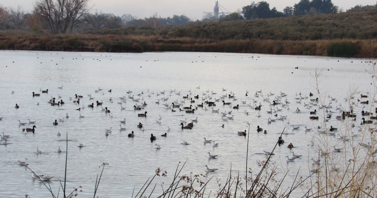 Bonaparte's Gull - ML644564904