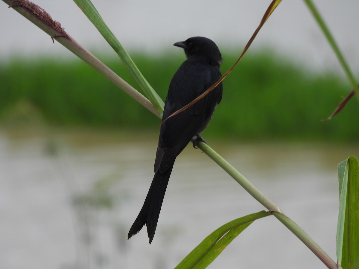 drongo černý - ML644564905