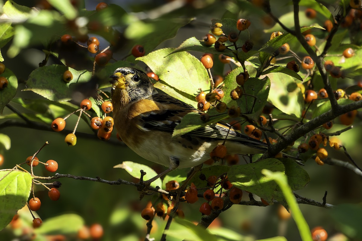 pěnkava jikavec - ML644564907