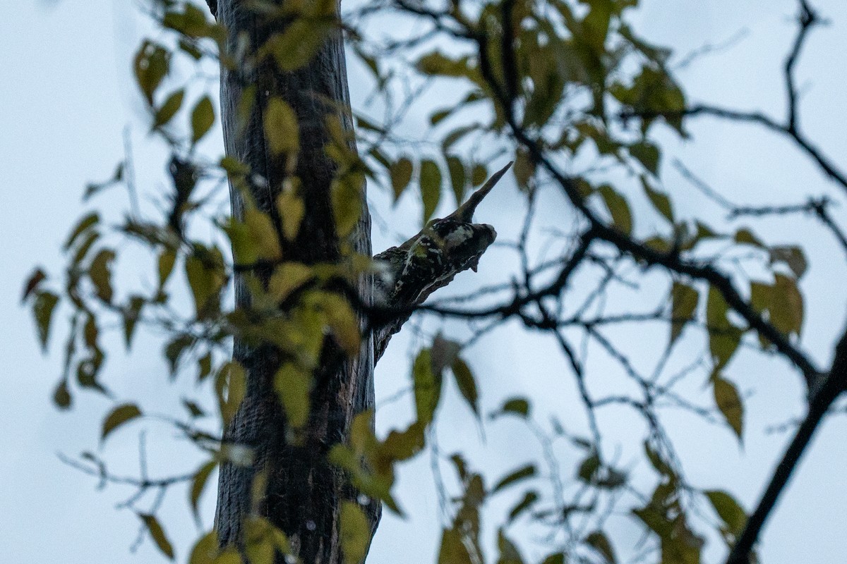Downy Woodpecker - ML644564909