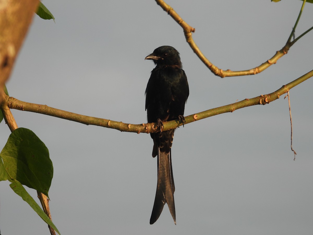 drongo černý - ML644564910