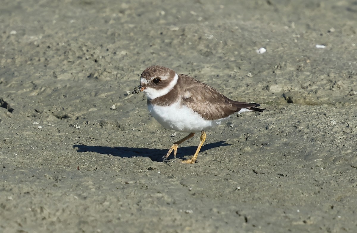 Semipalmated Plover - ML644564912