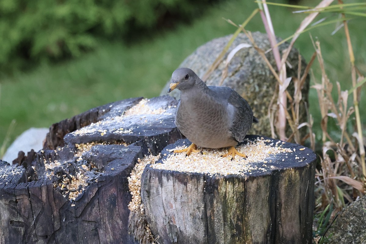 Band-tailed Pigeon - ML644564925