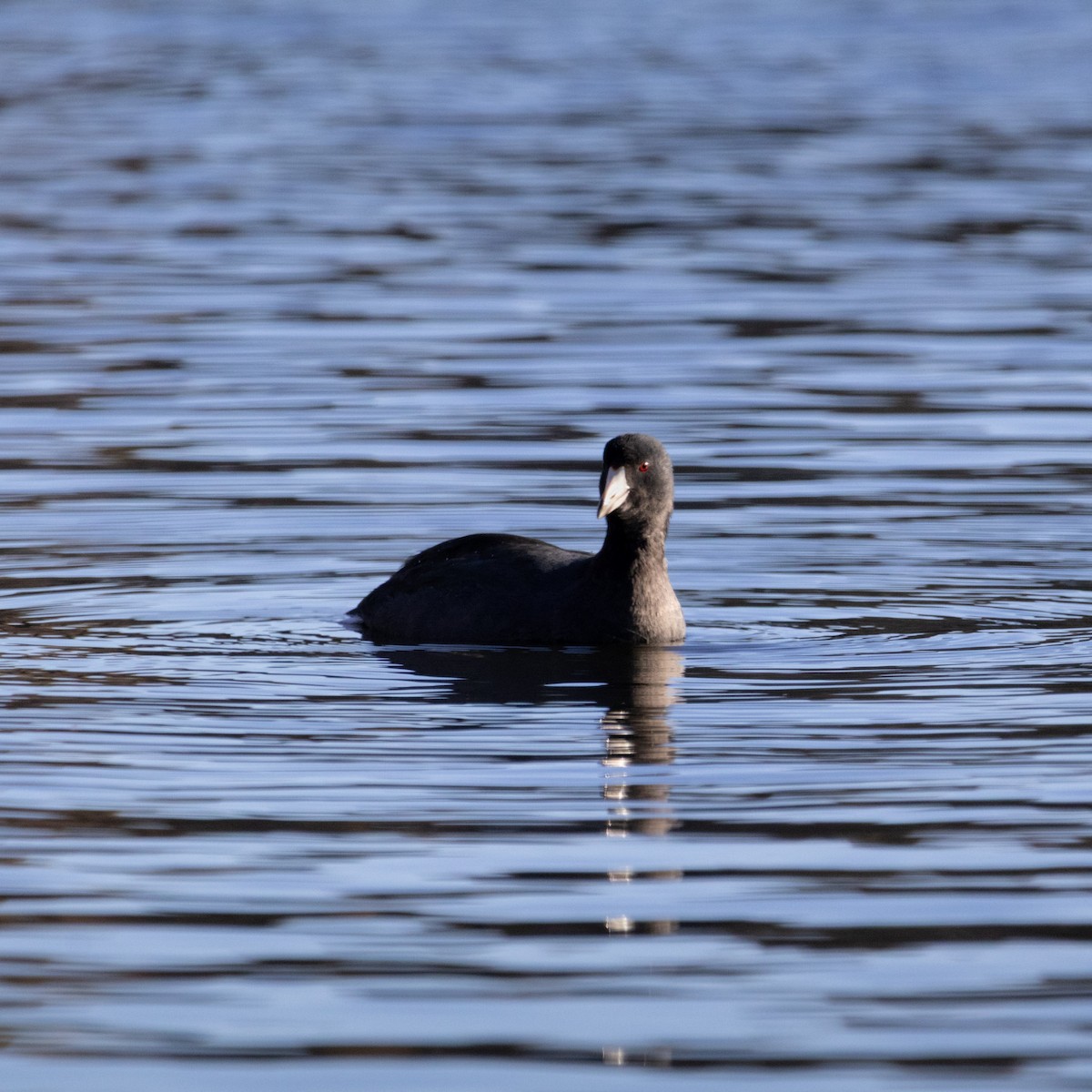 American Coot - ML644564926