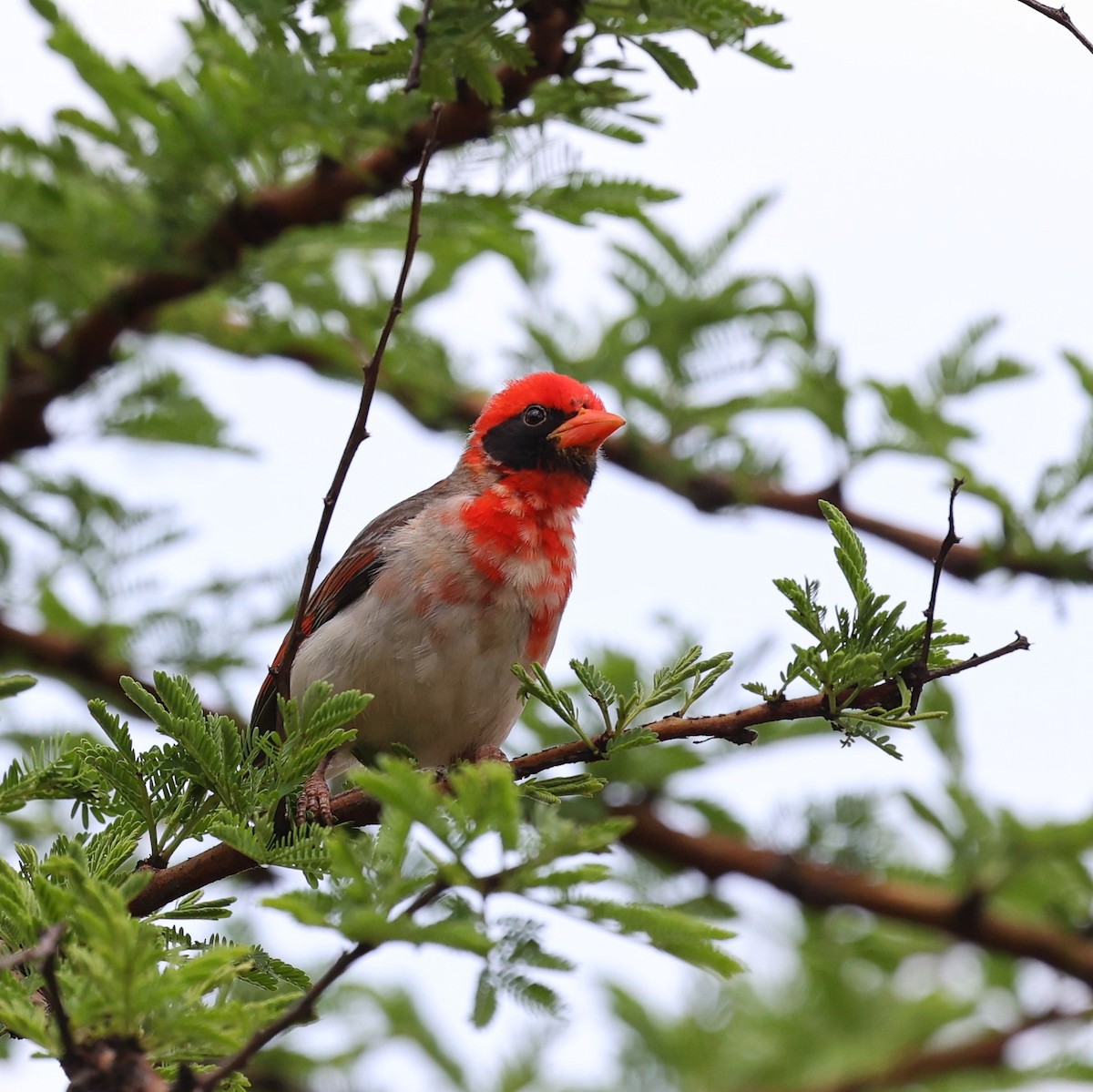Red-headed Weaver - ML644564929