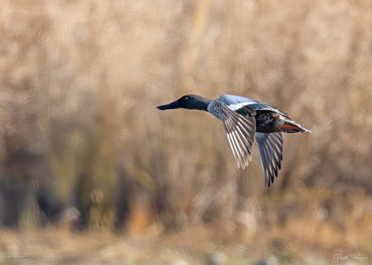 Northern Shoveler - ML644564930