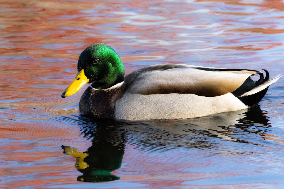 Зэрлэг нугас - ML644564931