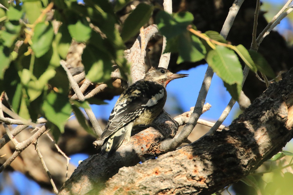 Дятел-смоктун жовточеревий - ML644564933