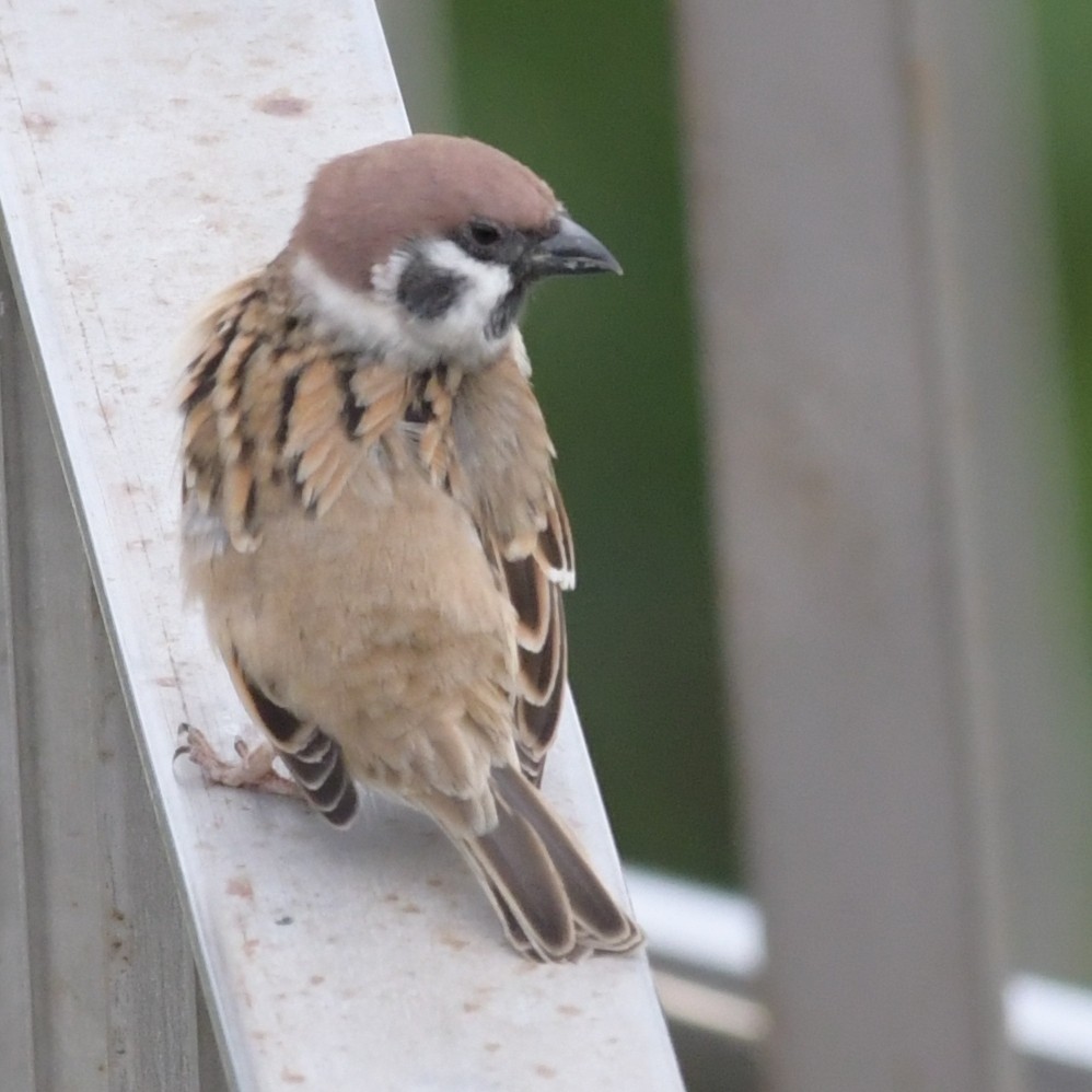 Ağaç Serçesi - ML644564935