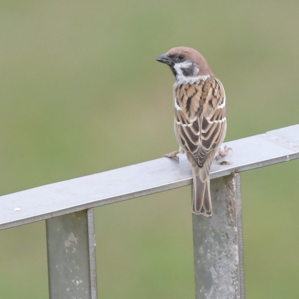 Ağaç Serçesi - ML644564936