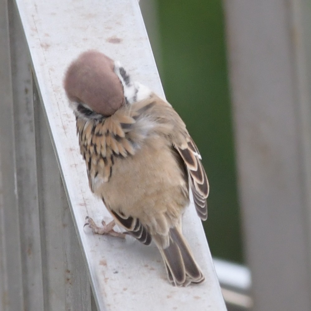 Ağaç Serçesi - ML644564937