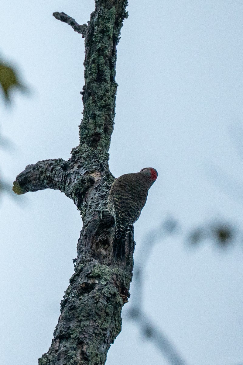 Northern Flicker - ML644564938