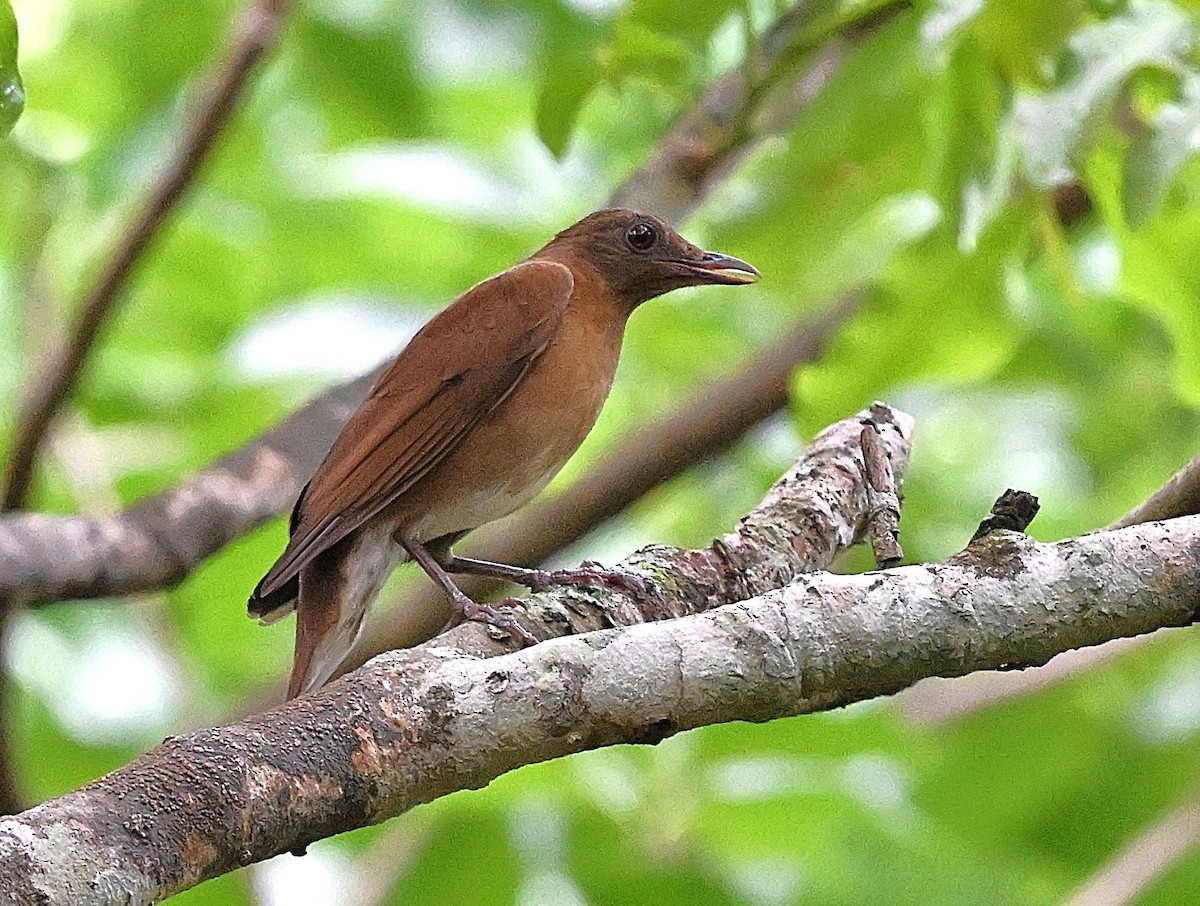Hauxwell's Thrush - ML644564940