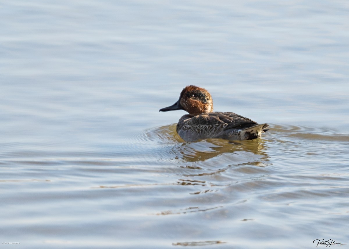 Green-winged Teal - ML644564941
