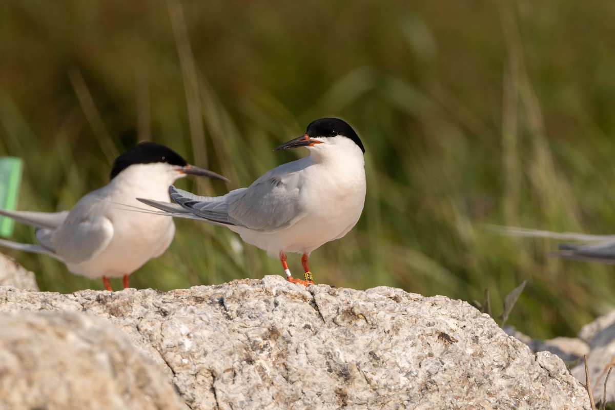 ベニアジサシ - ML644564952