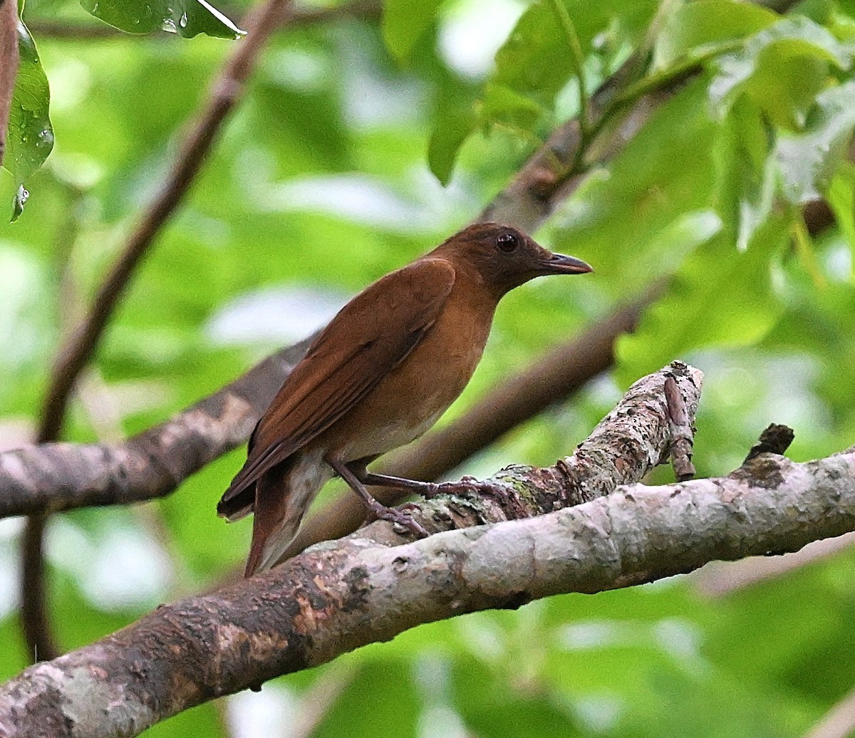 Hauxwell's Thrush - ML644564954