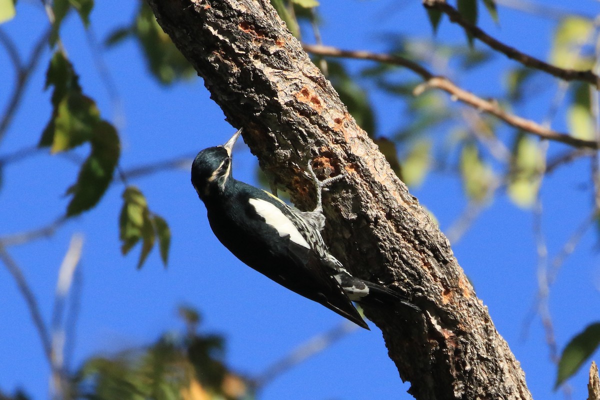Дятел-смоктун сосновий - ML644564955