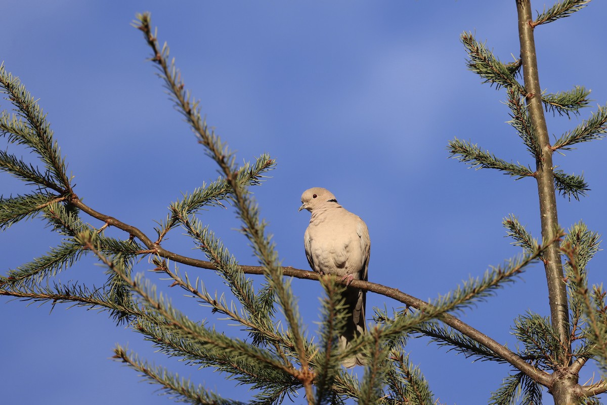 Eurasian Collared-Dove - ML644564960