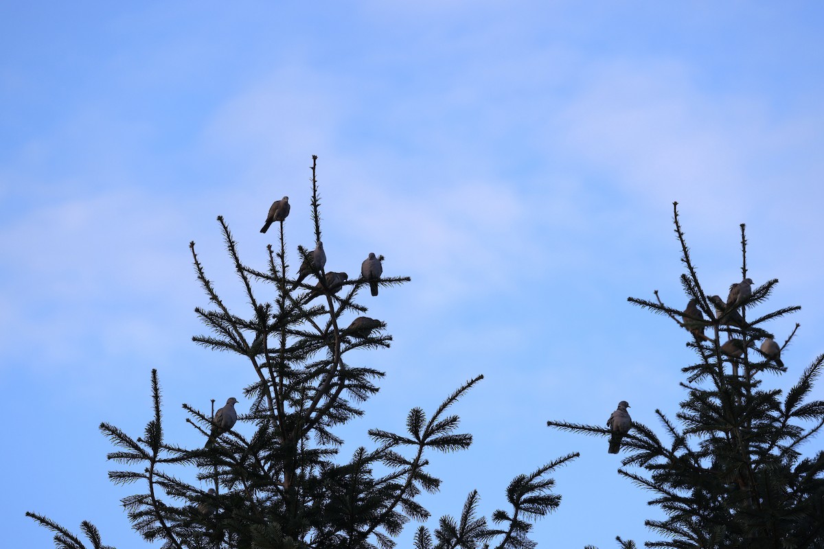 Eurasian Collared-Dove - ML644564961