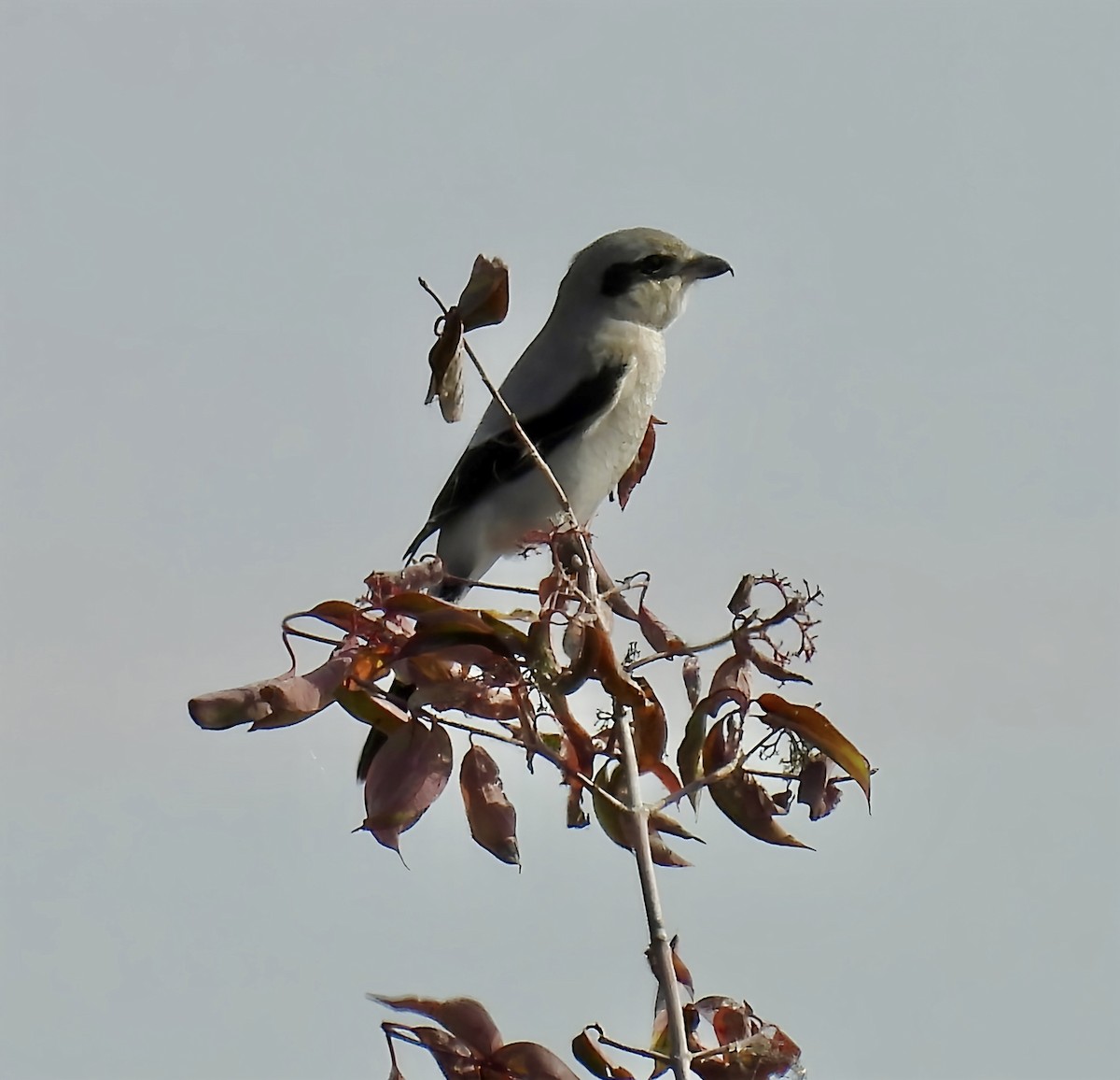 ťuhýk severní - ML644564976