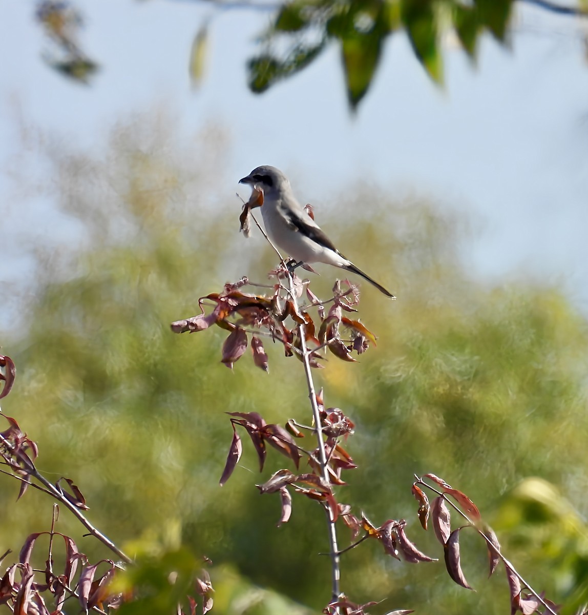 ťuhýk severní - ML644564977