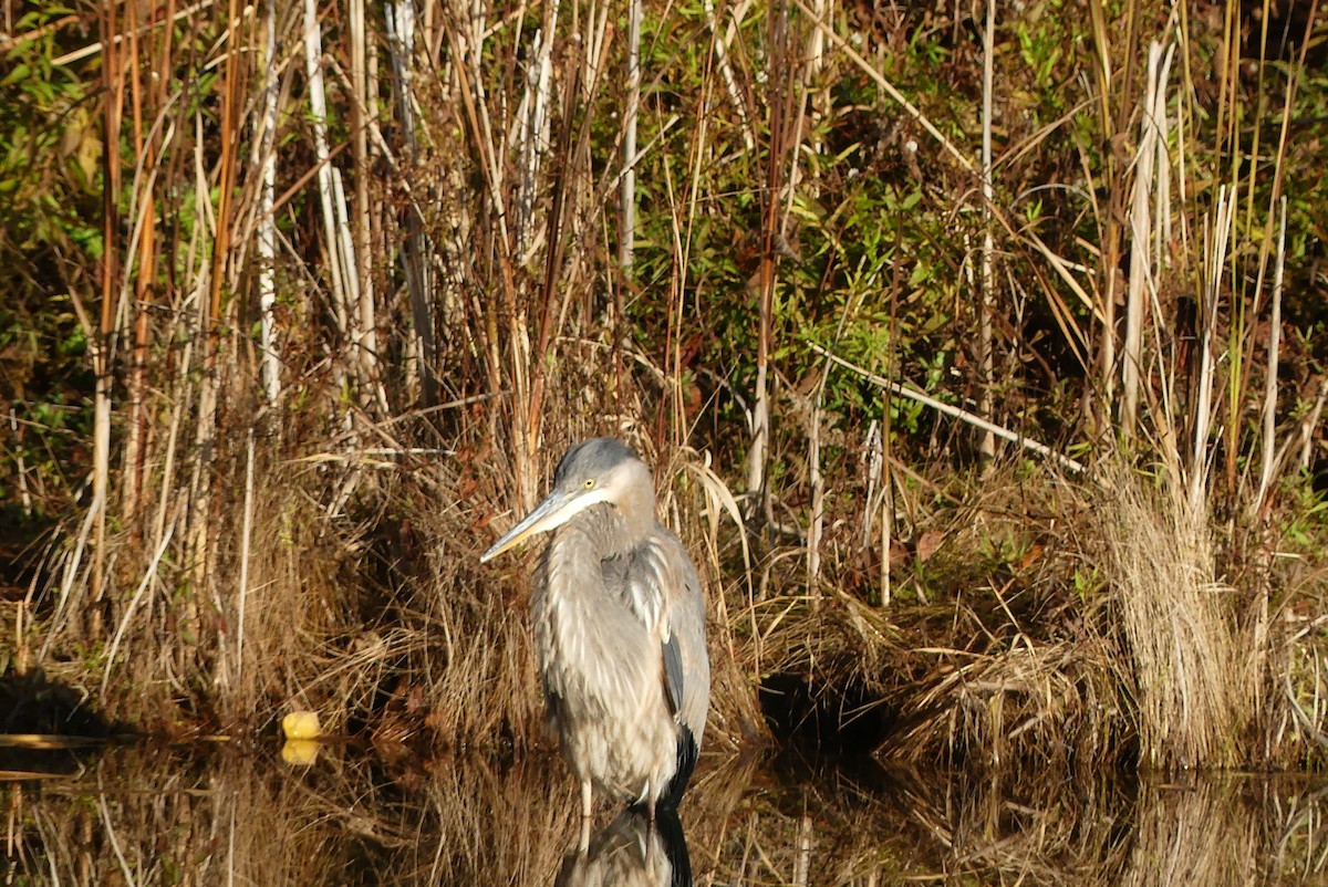 Great Blue Heron - ML644564978