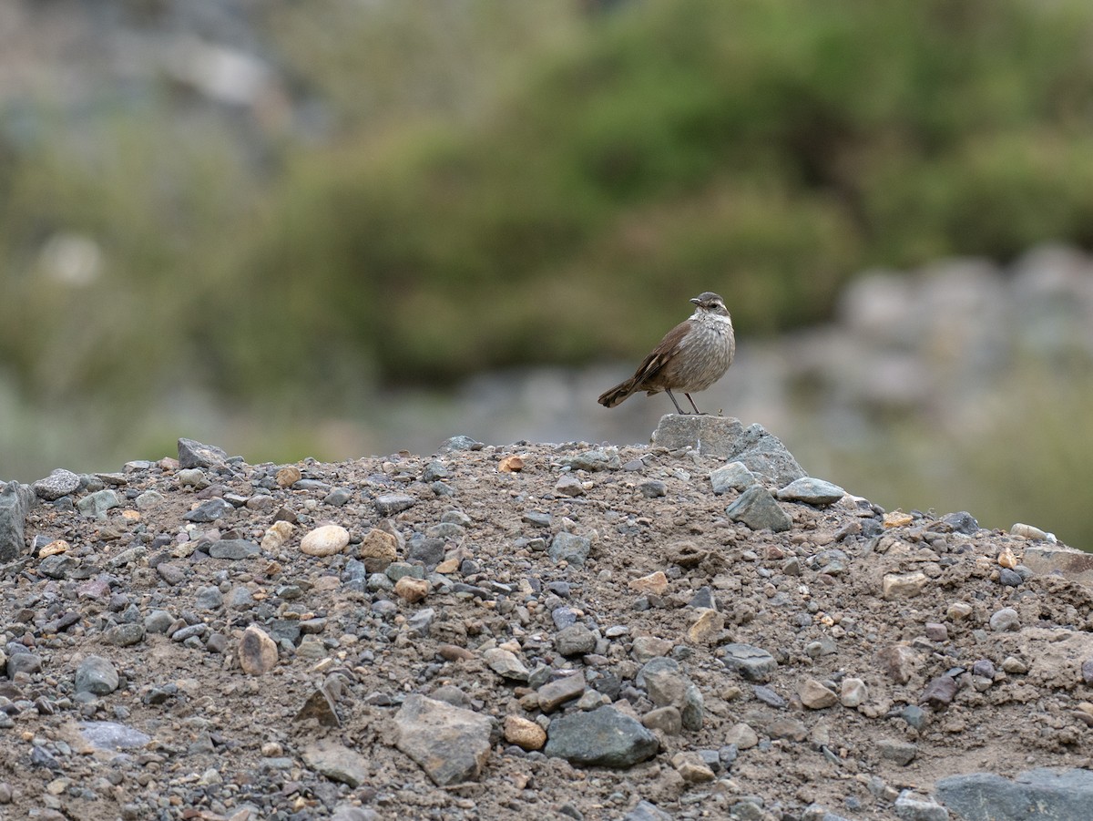 Gray-flanked Cinclodes - ML644564984